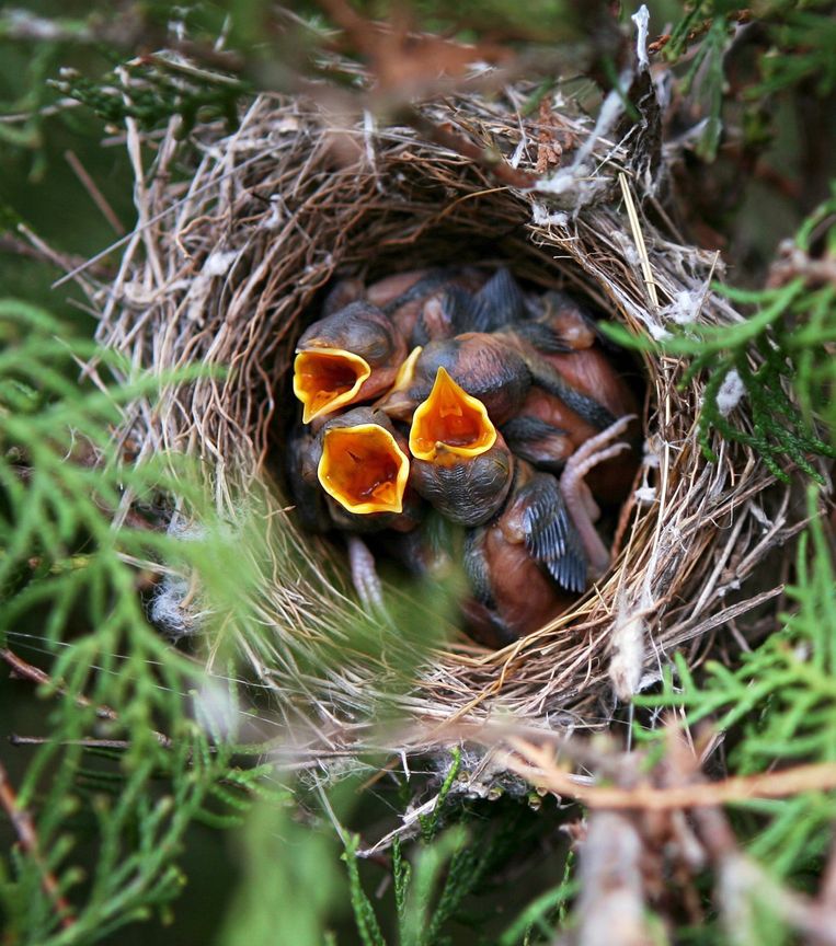 Vogelouders schoppen hun nazaten zonder het warme nest uit | Trouw