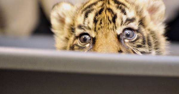 Ils Pensent Acheter Un Chat Savannah Ils Se Retrouvent Avec Un Tigre Bruxelles News Journal Belge Com