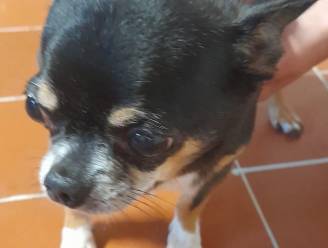 Chihuahua achtergelaten en vastgebonden aan boom: politie opent onderzoek en zoekt getuigen