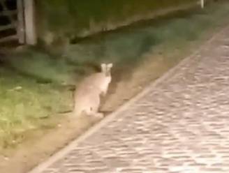 Videobeelden bewijzen: kangoeroe loopt al zeker vier maanden in Kruisem rond