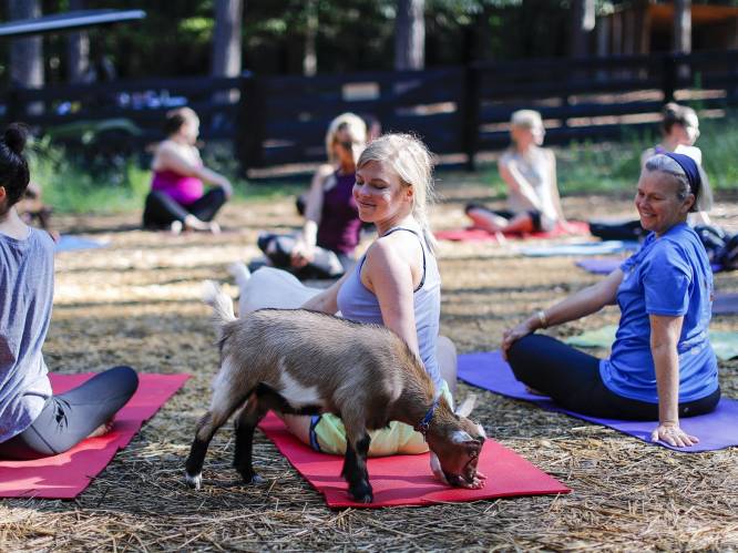 Gewe-hel-dig! Hier in Eindhoven doe je mee aan yoga met geiten en dit is wanneer