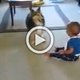 Hond en baby spelen tikkertje