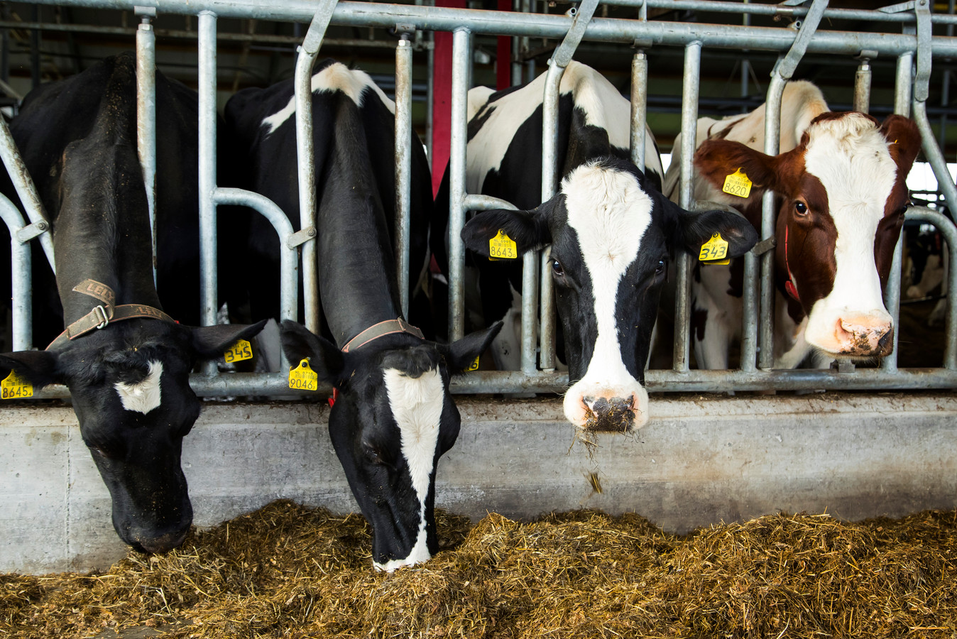 2016-11-17 16:01:37 MUIDERBERG - Koeien in de stal bij een melkveehouderij. ANP XTRA KOEN SUYK