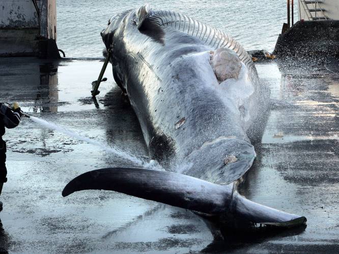 IJsland geeft toelating voor walvisvangst