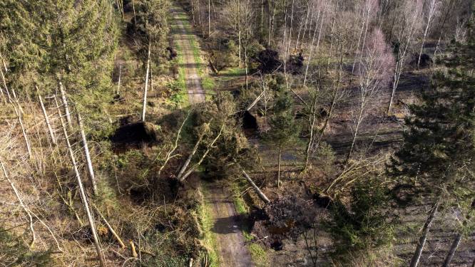 Herstel stormschade in regionale bossen vergt veel tijd: ‘Het is heel gevaarlijk werk’