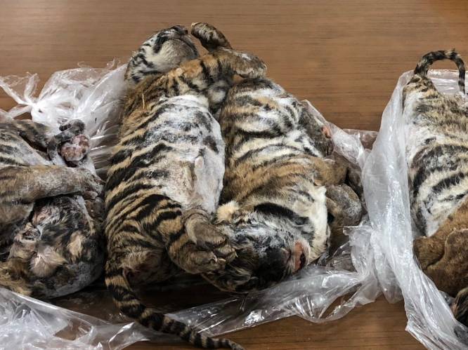 Politie vindt zeven diepgevroren tijgerwelpjes in kofferbak van Vietnamese smokkelaar