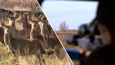 Rechter verbiedt afschot herten Oostvaardersplassen