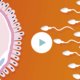 Video: dit is de reis die sperma aflegt