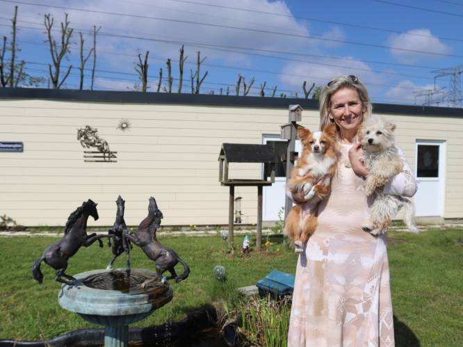 Benefietfestival voor nieuwe hondenverblijven bij Dierencentrum Waasland: “Huidige hokken niet bestand tegen graaf- en bijtgeweld”