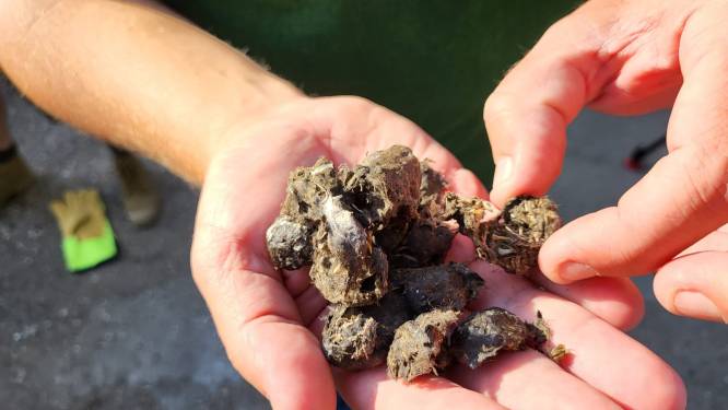 Natuurpunt pluist braakballen van kerkuilen uit tijdens plantenmarkt