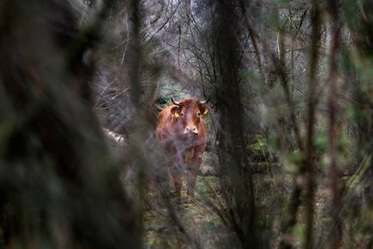 Hermien verstopt zich in het bos.