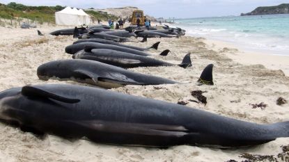 VIDEO: School van 150 walvissen strandt in Australische baai