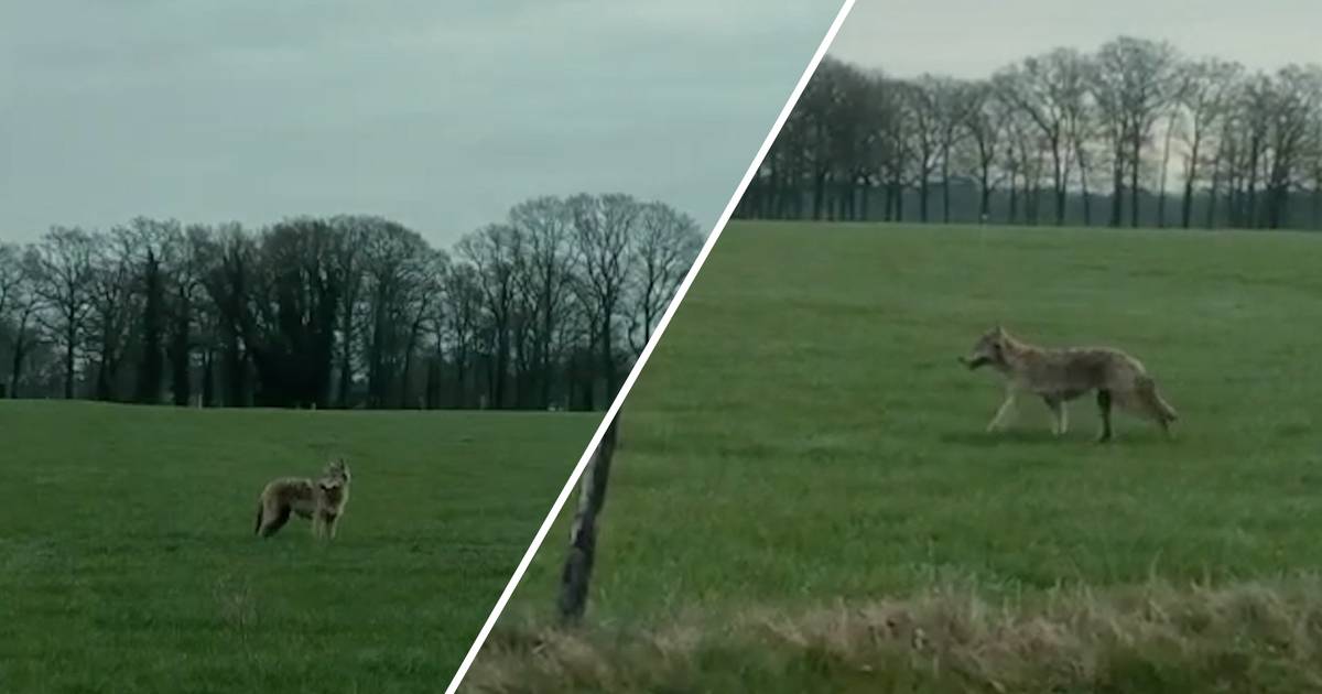 Unieke beelden: wolf slentert door Twente en steekt N736 over