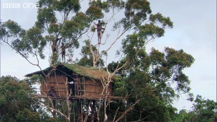 De speciaal voor de BBC-documentaire gemaakte boomhut in de Indonesische provincie Papoea . Beeld BBC