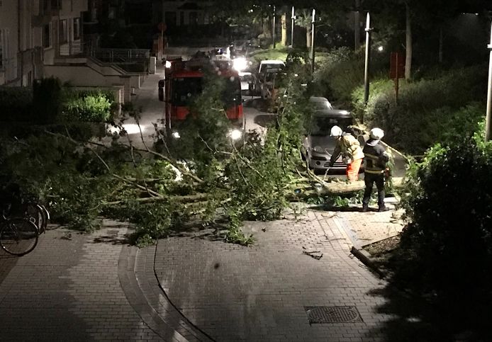 In Oostende waaide afgelopen nacht een boom om aan het Prinses Stefanieplein. De brandweer was snel ter plaatse.