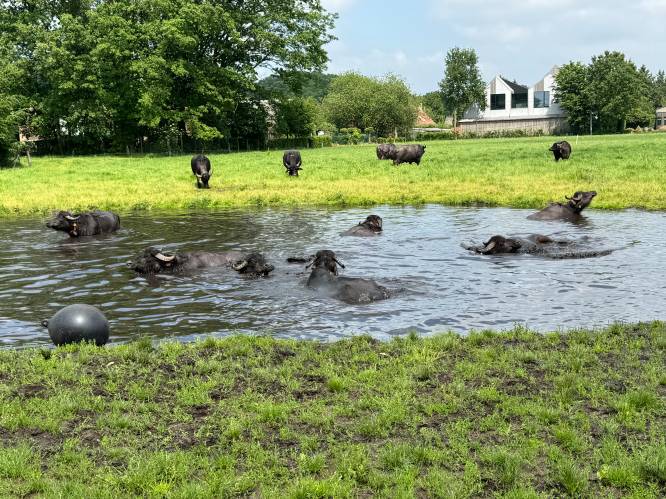 IN BEELD. Buffels nemen eerste duik van het seizoen op boerderij in Sint-Antonius Zoersel  