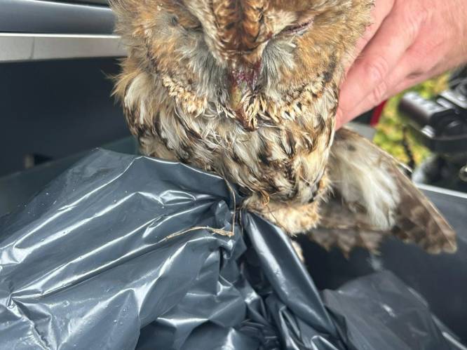 Uil aangereden op N41 in Dendermonde 