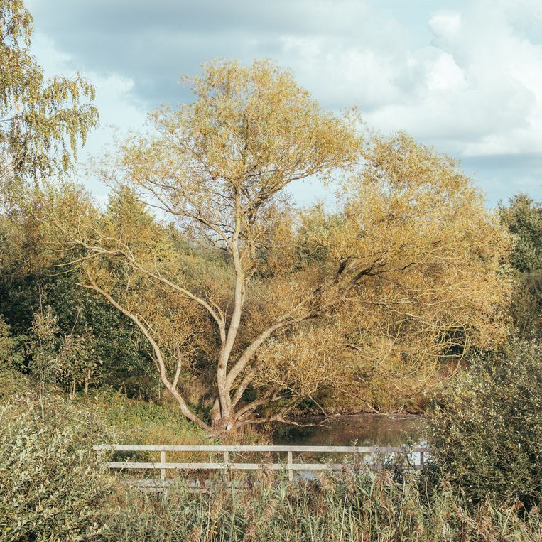 Een verwezenlijking van Natuurpunt, mede dankzij Druantia: dit houten knuppelpad in natuur­gebied Nazareth-Zuid. Beeld Iris Van Dessel
