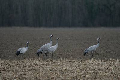 Kraanvogel centraal in lezing IVN Asten-Someren