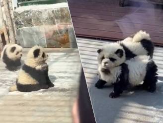 Chinese zoo verft honden als panda's