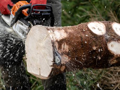 Stelling | Bomen moeten zo nodig wijken voor zonnepanelen op woonhuizen