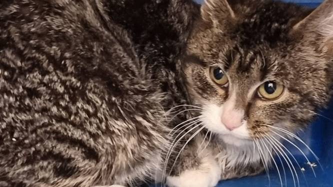 In vuilniswagen gevonden kat sterkt aan en gaat naar gastgezin: ‘Honderden aanbiedingen gehad’