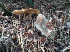 De paddenstoelen zijn bezig met een soort inhaalrace