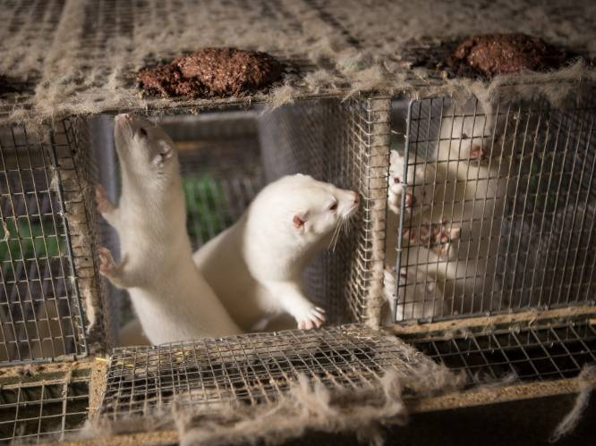 Nertskweker riskeert 2 maanden cel voor dierenmishandeling
