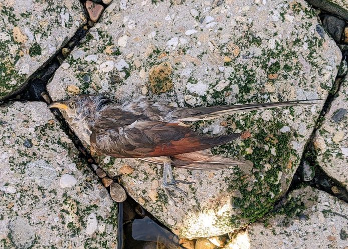 De verdronken geelsnavelkoekoek op de Maasvlakte.