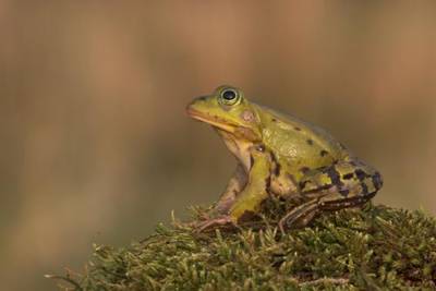 De poelkikker is blij met verhuizing, natuurclubs met de eer en het geld
