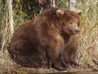 ‘Fat Bear Week’: beer 409 troeft iedereen af en is ultieme dikste beer