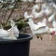 Opinie: Duurzame veehouderij? Het is mogelijk, met een holistische visie en minder nadruk op groei
