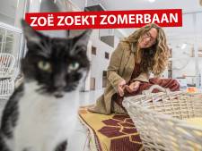 Welke kattenliefhebber wil dat nou niet? Zomerbaantje in het kattenpension 😻