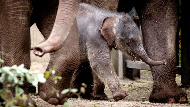 Aarde Stoffelijk overschot bron In beeld: Artis' baby-olifantje voor het eerst naar buiten | Het Parool