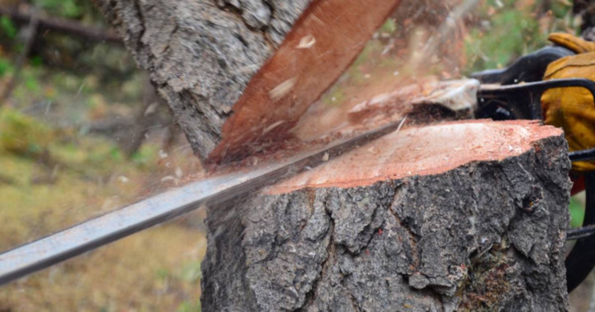 Onderhoud aan bomen in Nootdorp, Delfgauw en Pijnacker duurt tot eind december