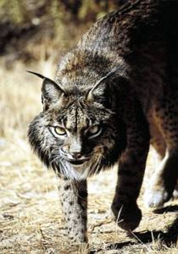 Het aantal van de Iberische lynx wordt geschat op 300 dieren.