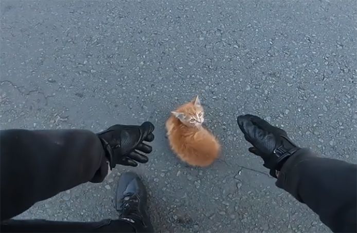 Un Motard Sauve La Vie D Un Chaton Sur L Autoroute A Mons Belgique 7sur7 Be