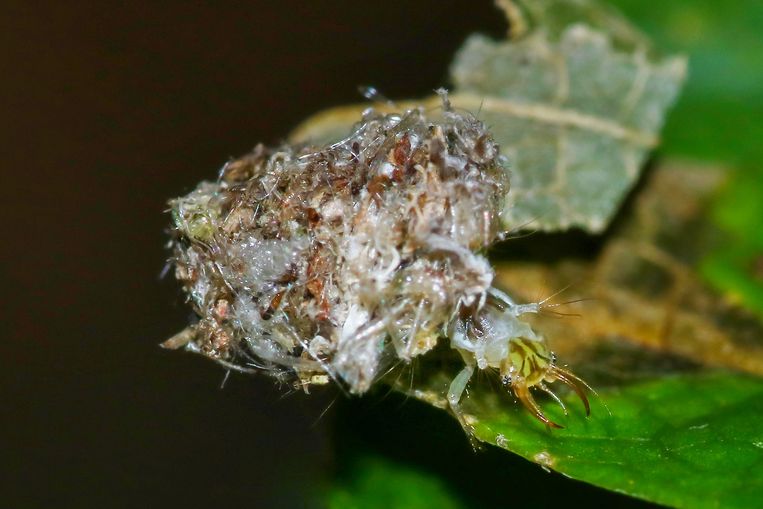 Larve van een gaasvlieg gecamoufleerd met restanten prooi, vooral bladluizen. Beeld Aglaia Bouma