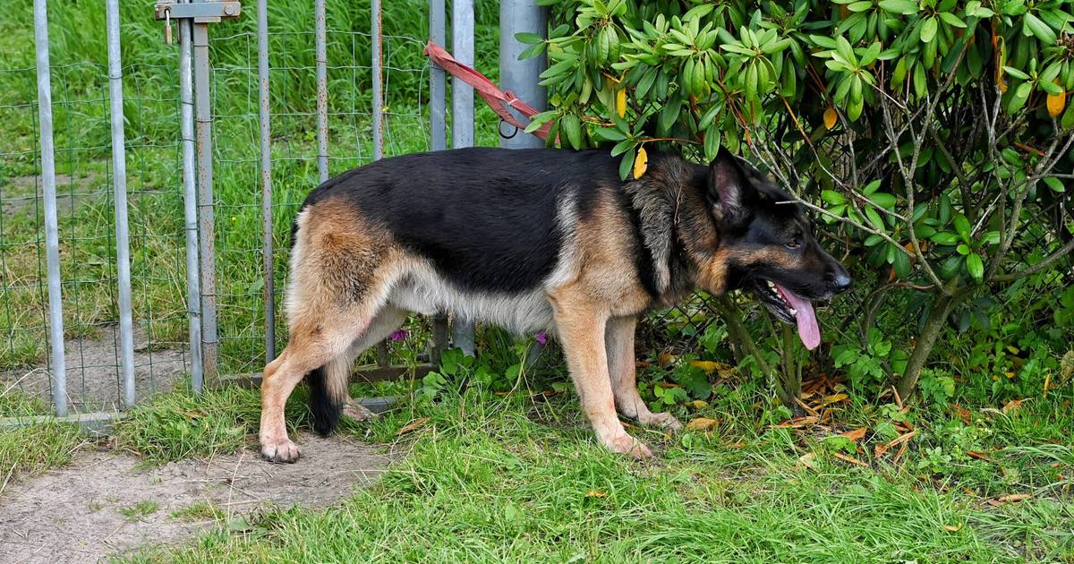 Man (68) neergestoken tijdens uitlaten hond in Heukelom - BD.nl