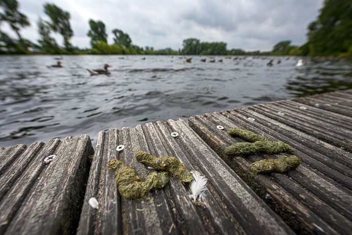 De overlast van ganzen was afgelopen zomer groot in Zutphen. Zo ook bij de vijver bij sportcomplex Zuidveen. En dat al voor het derde jaar op rij.