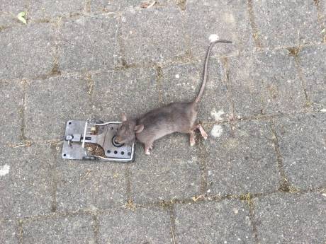 Rattenplaag in Eindhoven-Noord: 'Ze komen via de afvoerbuis van de wasmachine omhoog'