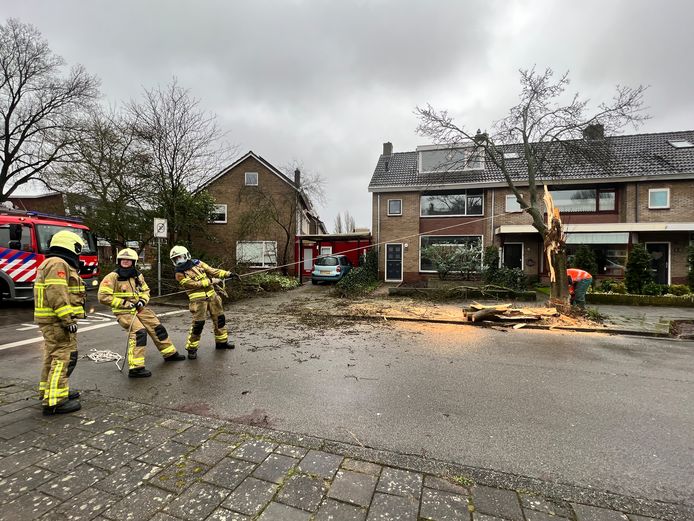 Brandweerlieden zorgen met een touw ervoor dat het laatste deel van een boom niet omvalt in Harderwijk.