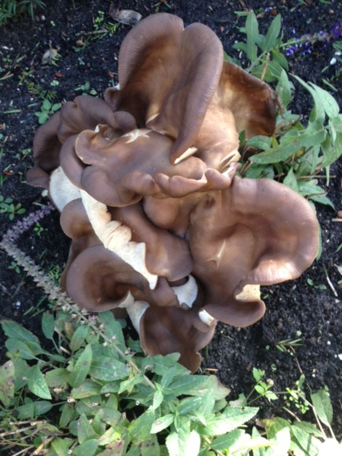 ‘Deze mooie paddenstoel staat in onze voortuin.’