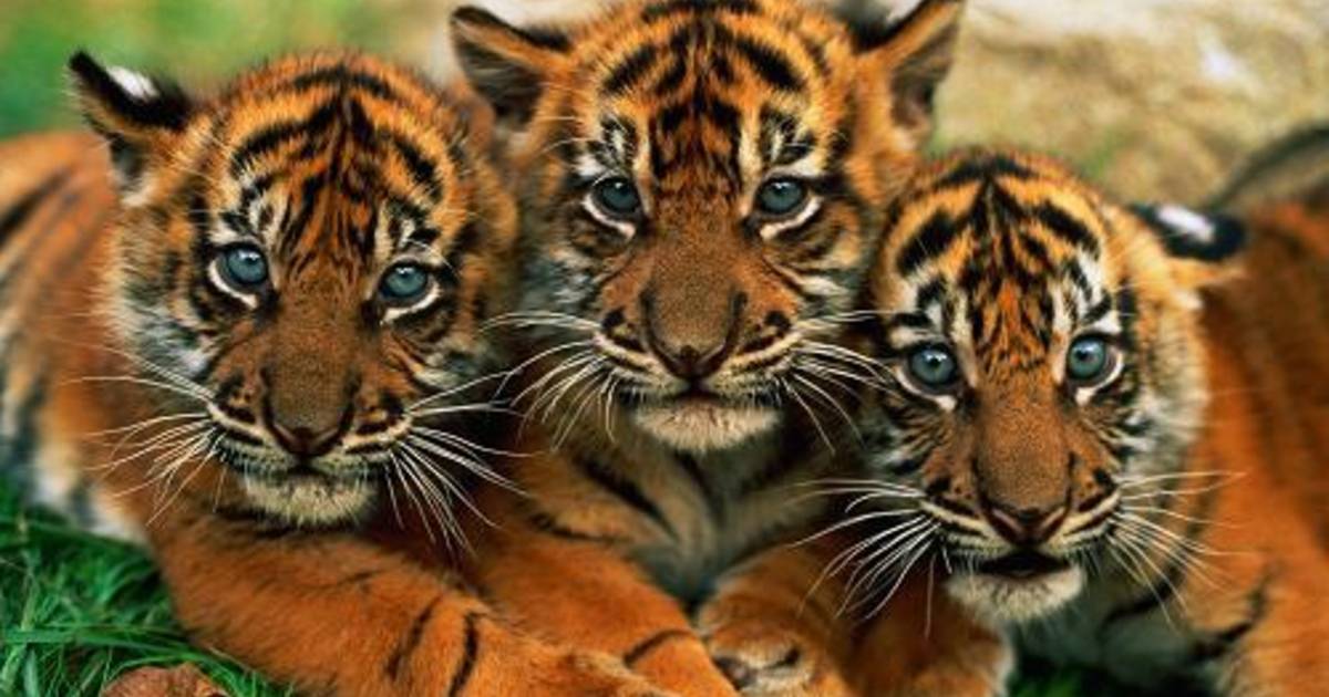 verloving verantwoordelijkheid steenkool Zeldzame Sumatraanse tijgers te koop: 75.000 euro | Dieren | hln.be