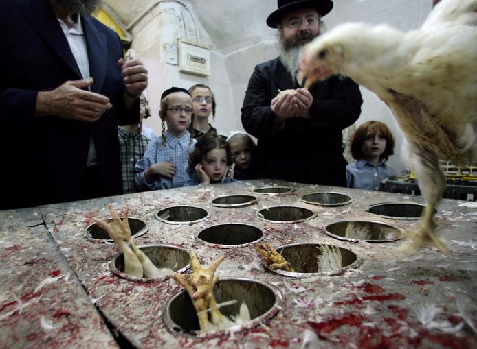 Kippen worden aan de vooravond van de joodse feestdag Jom Kippoer ritueel geslacht. (archieffoto 2007)