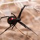 Wetenschappers ontrafelen het webgeheim van de zwarte weduwe