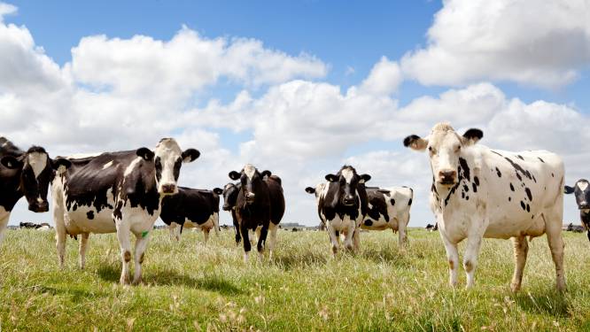 Provincie zorgt voor schaduwbomen voor koeien: “Hittestress zorgt een verminderde melkgift” 
