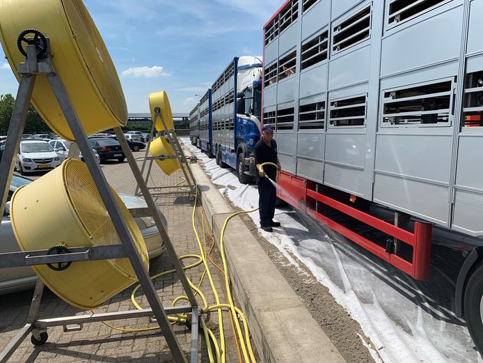 De situatie op hete dagen bij slachterij VION in Boxtel; vrachtwagens met varkens worden koel gehouden met grote ventilatoren. Zeil op het asfalt wordt nat gehouden.