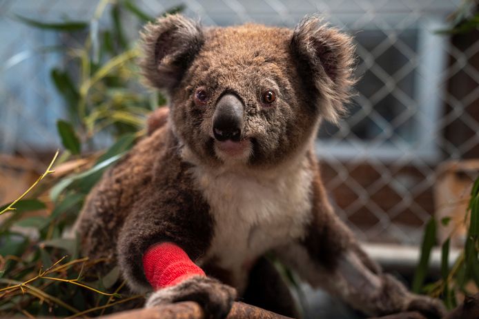 Een koala die gewond raakte tijdens de bosbranden in de regio van Canberra, Australië, begin dit jaar.