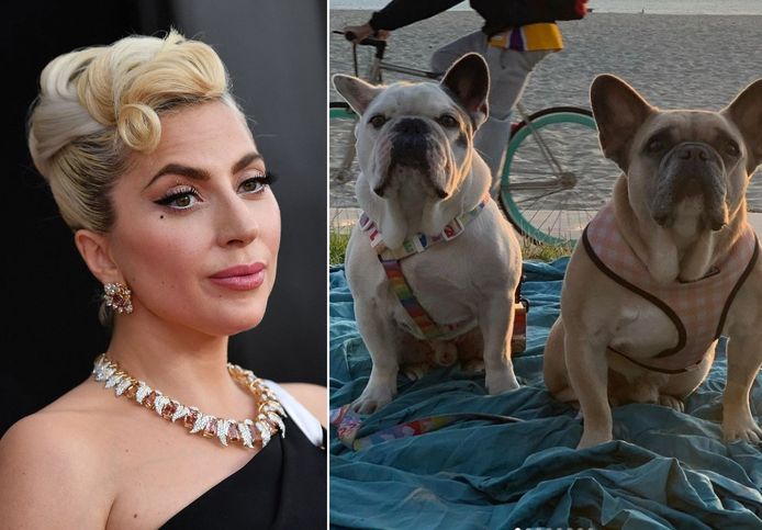 Lady Gaga - haar Franse bulldogs Koji en Gustav.